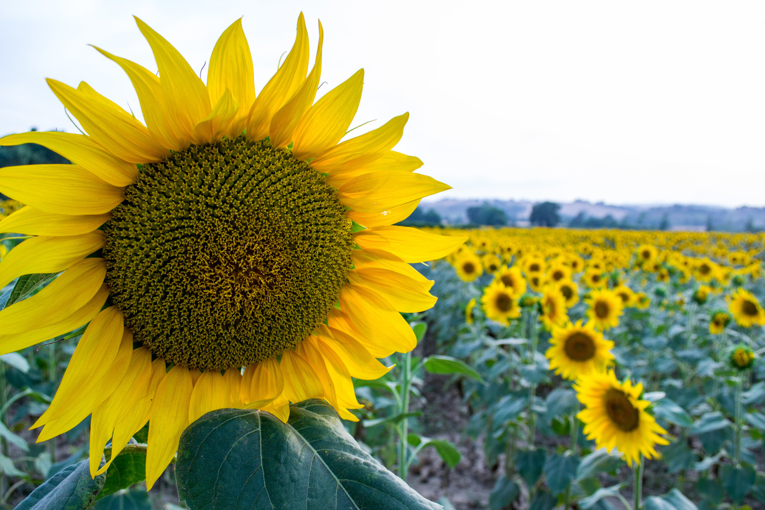 Caccia ai campi di girasole nella Val D’Orcia in Toscana